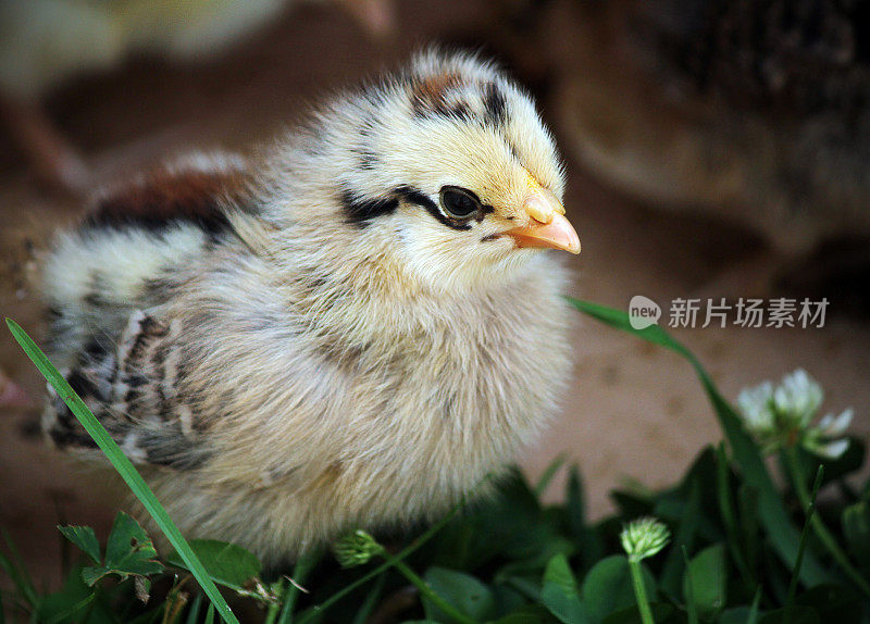 伊斯特 ・ 埃格小鸡